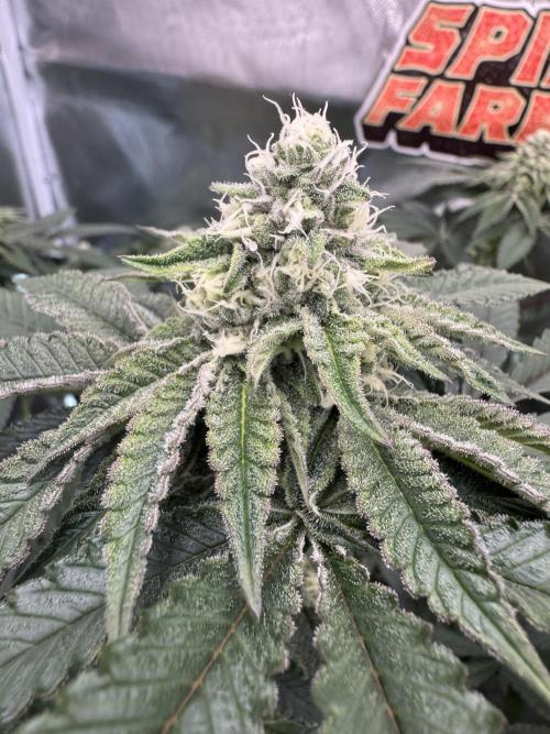 Rainbow Sugar / LITFARMS - @710Loup. Week 10