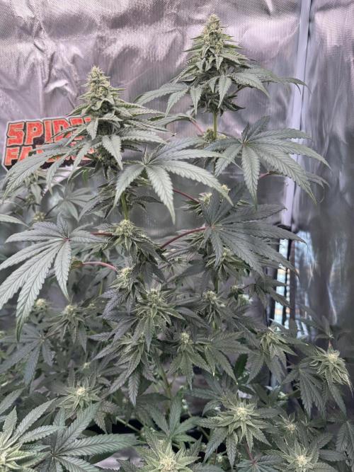 Rainbow Sugar / LITFARMS - @710Loup. Week 10