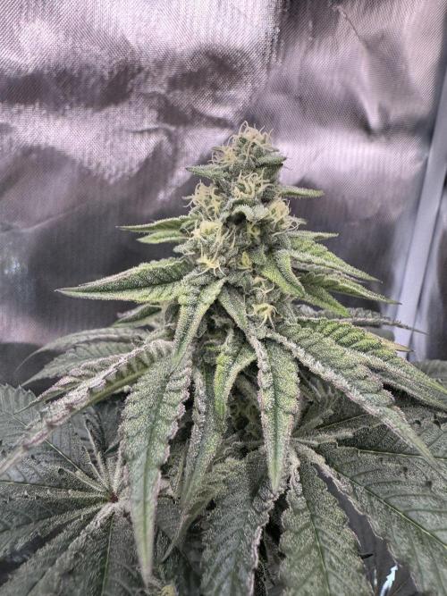 Rainbow Sugar / LITFARMS - @710Loup. Week 10