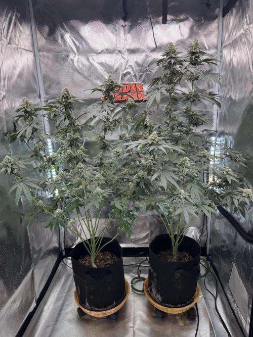 Rainbow Sugar / LITFARMS - @710Loup. Week 11