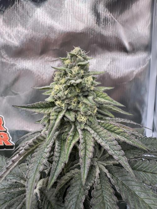 Rainbow Sugar / LITFARMS - @710Loup. Week 11