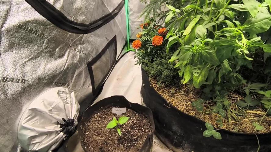 Banana Jealousy Living Soil