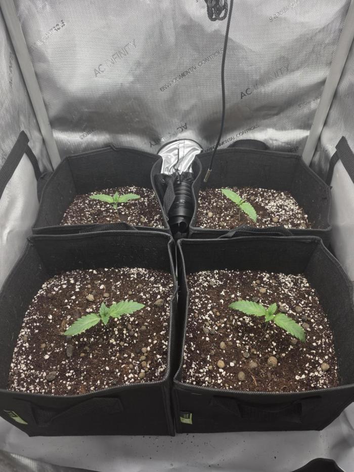 Chicken N Waffles. Week 1