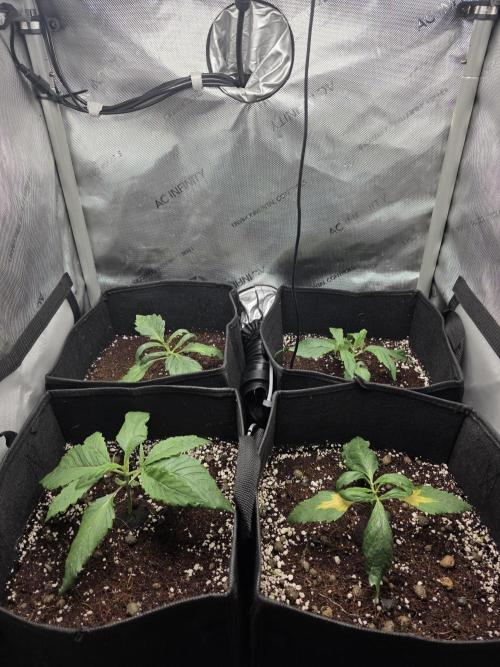 Chicken N Waffles. Week 2