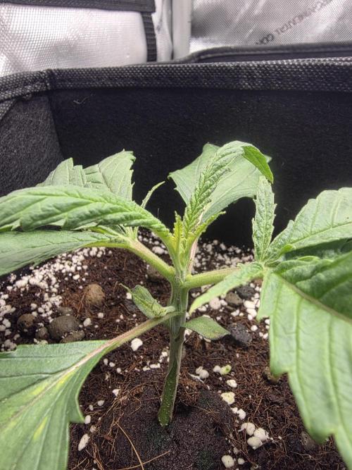 Chicken N Waffles. Week 2