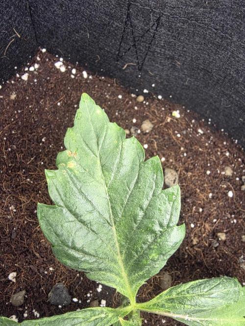 Chicken N Waffles. Week 2