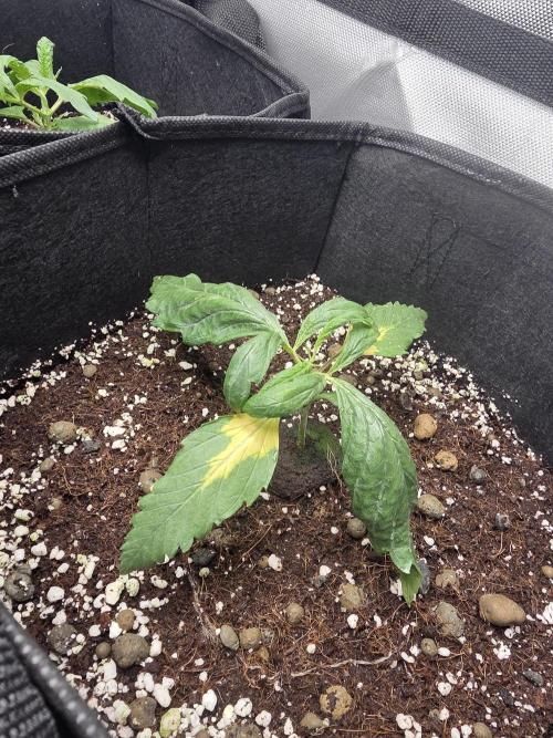 Chicken N Waffles. Week 2