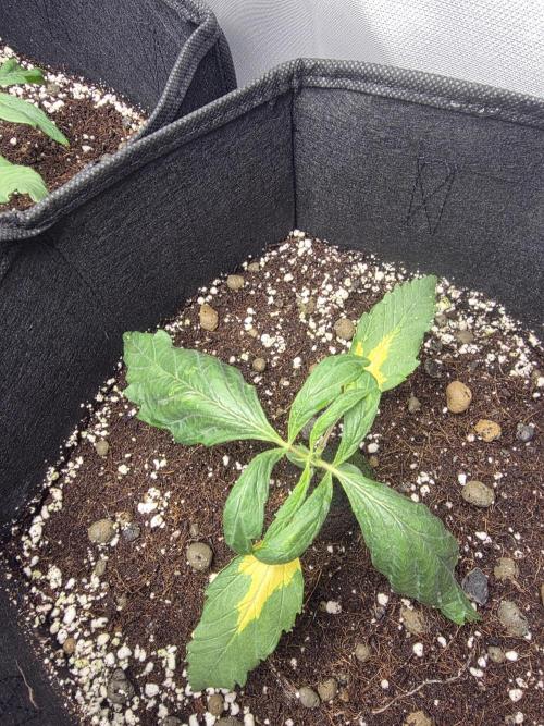 Chicken N Waffles. Week 2