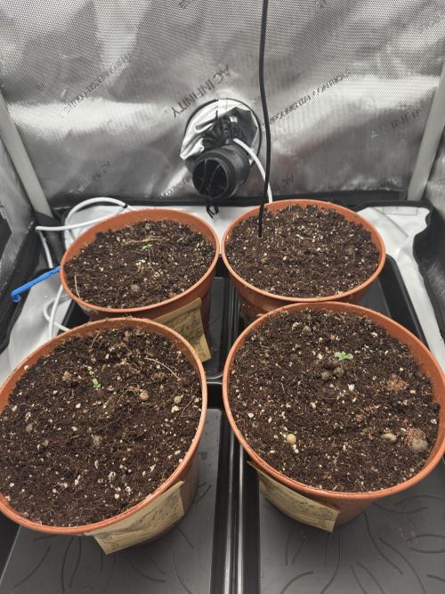 Tangerine dream & White runtz. Week 0