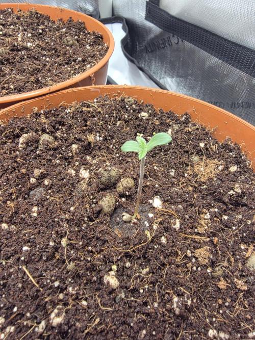 Tangerine dream & White runtz. Week 0