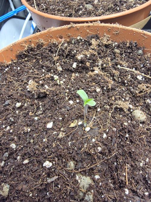 Tangerine dream & White runtz. Week 0