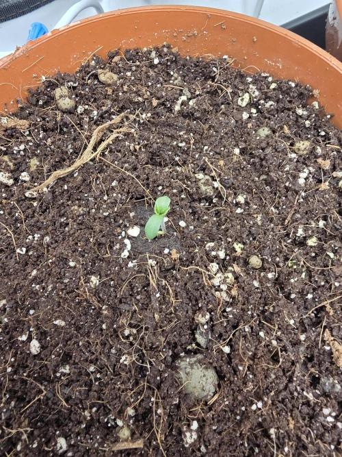 Tangerine dream & White runtz. Week 0