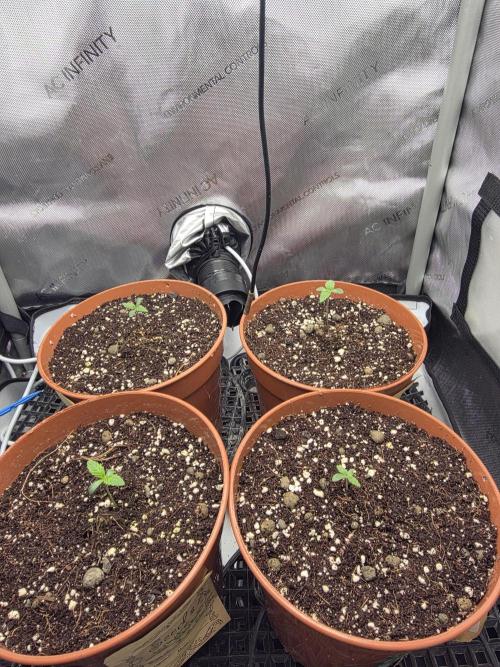 Tangerine dream & White runtz. Week 1