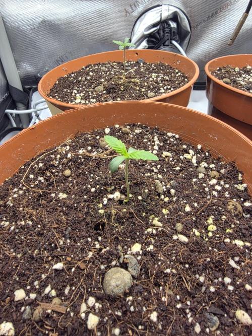 Tangerine dream & White runtz. Week 1