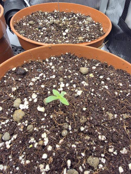 Tangerine dream & White runtz. Week 1