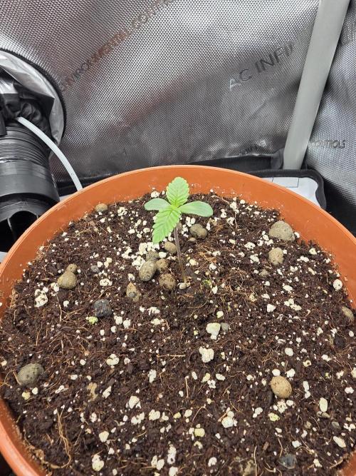 Tangerine dream & White runtz. Week 1