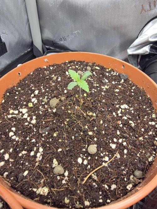 Tangerine dream & White runtz. Week 1