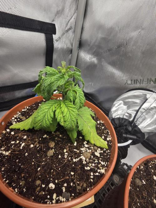 Tangerine dream & White runtz. Week 4