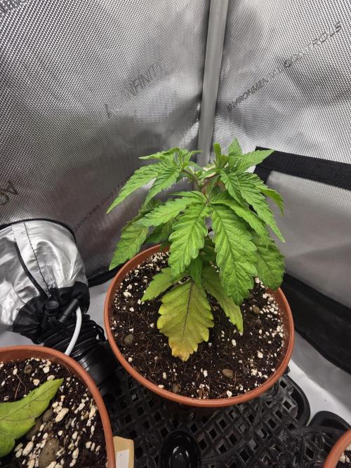 Tangerine dream & White runtz. Week 4