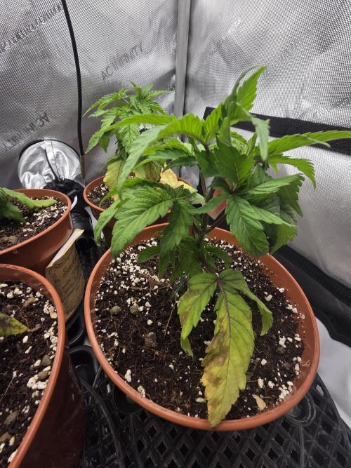 Tangerine dream & White runtz. Week 4