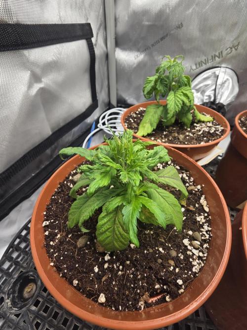 Tangerine dream & White runtz. Week 4