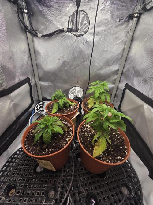 Tangerine dream & White runtz. Week 4