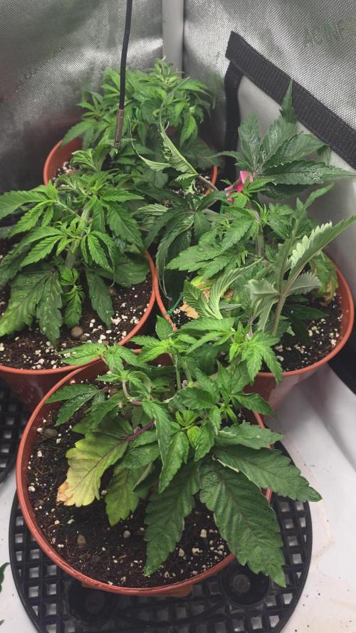 Tangerine dream & White runtz