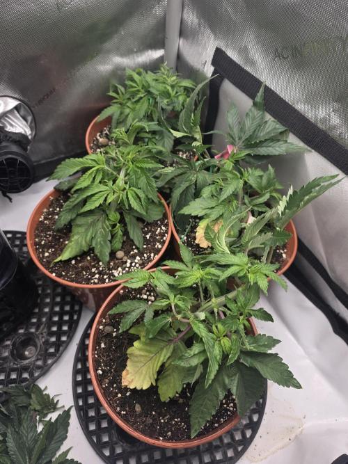 Tangerine dream & White runtz. Week 5