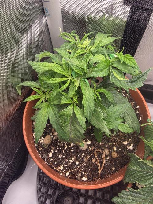 Tangerine dream & White runtz. Week 5