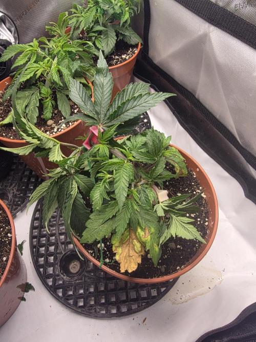 Tangerine dream & White runtz. Week 5