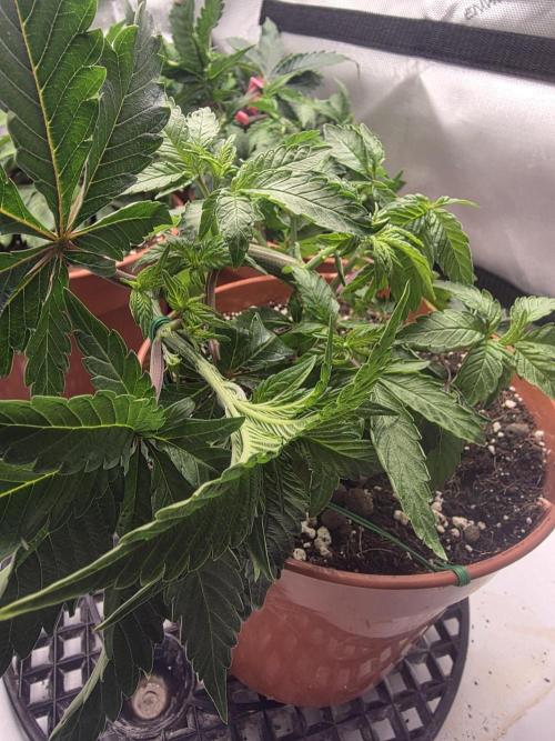 Tangerine dream & White runtz. Week 5