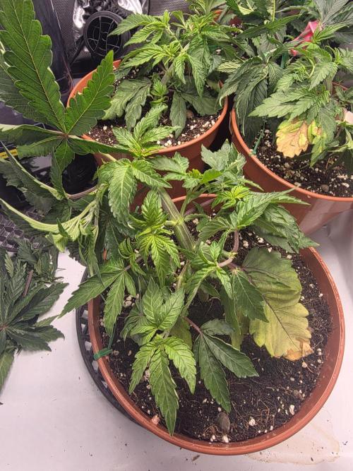 Tangerine dream & White runtz. Week 5
