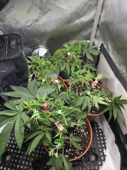 Tangerine dream & White runtz. Week 6