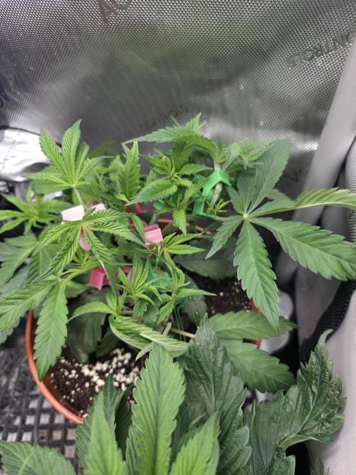 Tangerine dream & White runtz. Week 6