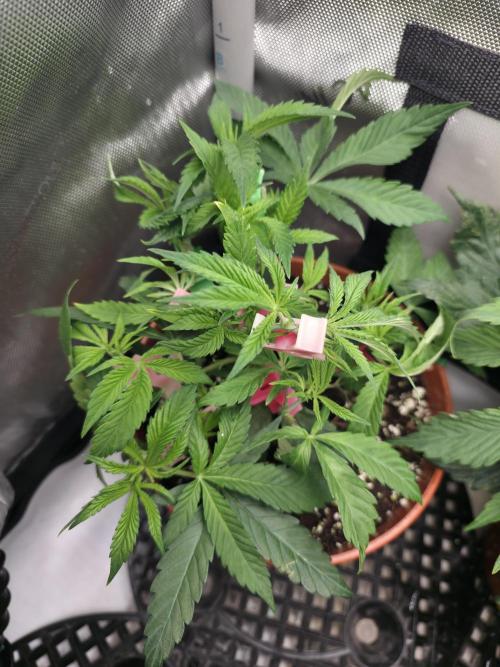 Tangerine dream & White runtz. Week 6