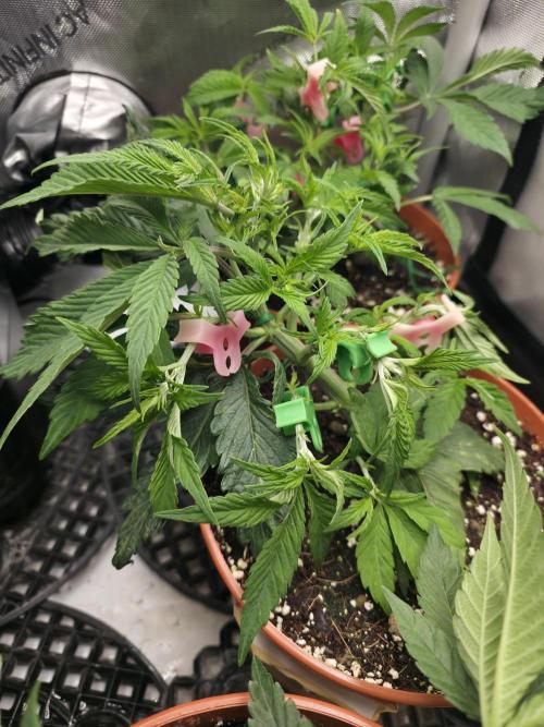 Tangerine dream & White runtz. Week 6