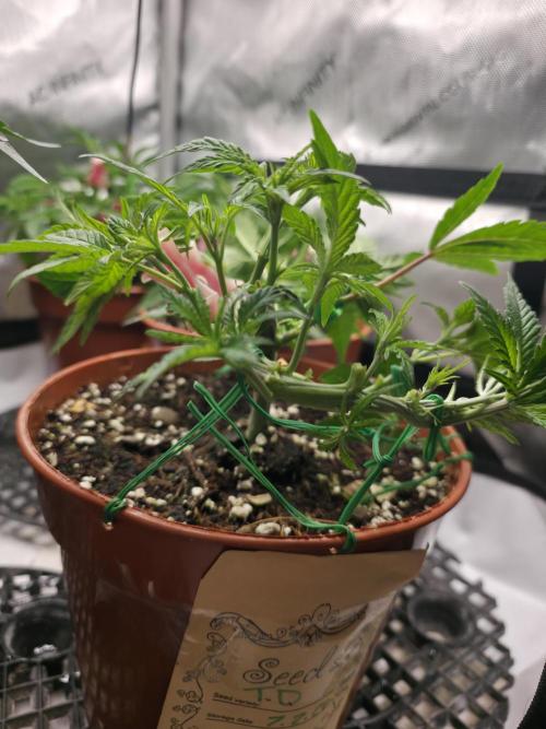 Tangerine dream & White runtz. Week 6