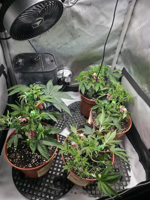 Tangerine dream & White runtz. Week 6
