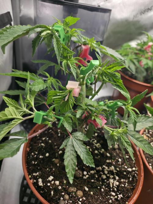 Tangerine dream & White runtz. Week 6