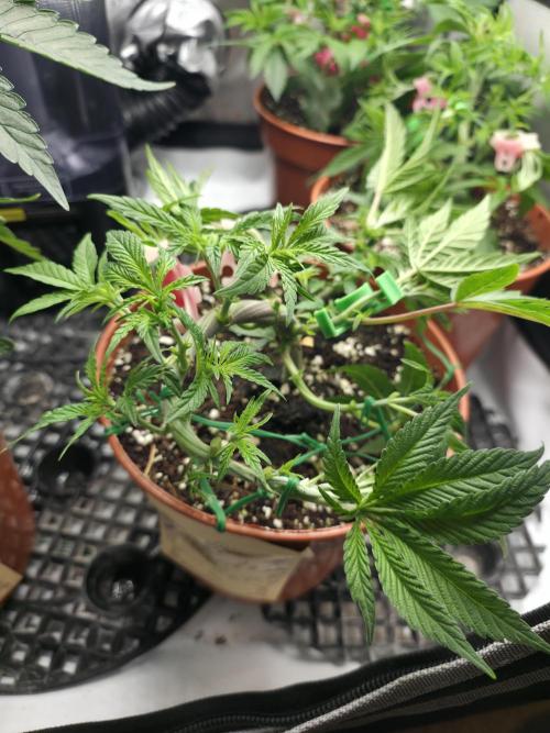 Tangerine dream & White runtz. Week 6