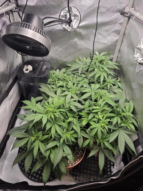 Tangerine dream & White runtz. Week 7