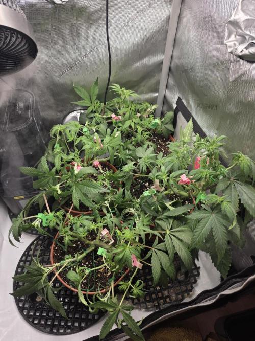 Tangerine dream & White runtz. Week 7