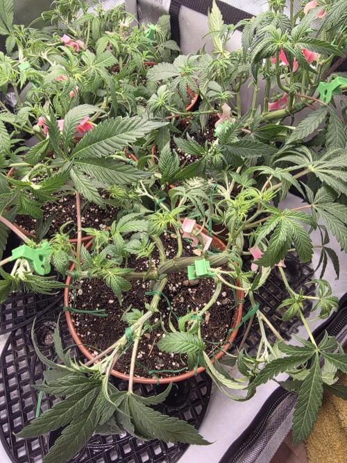 Tangerine dream & White runtz. Week 7