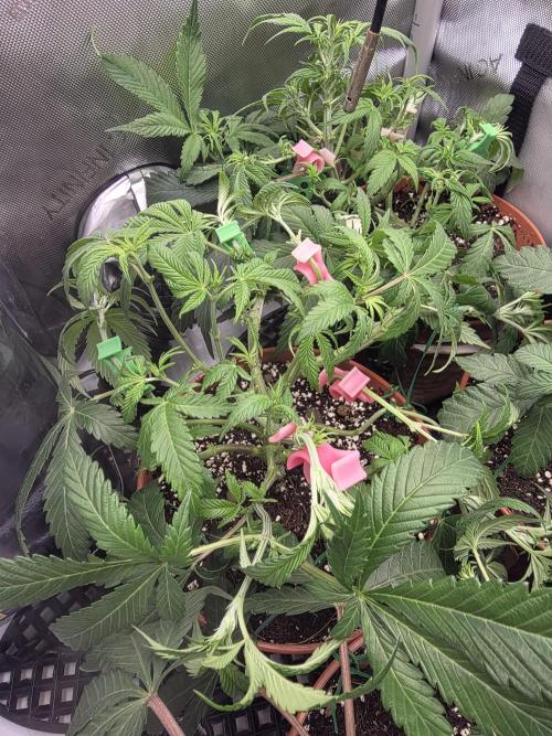 Tangerine dream & White runtz. Week 7