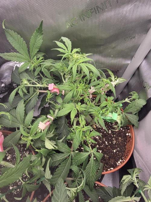 Tangerine dream & White runtz. Week 7