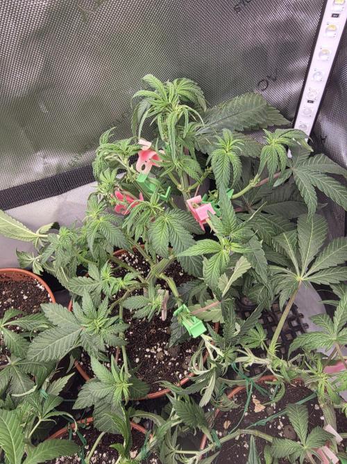 Tangerine dream & White runtz. Week 7