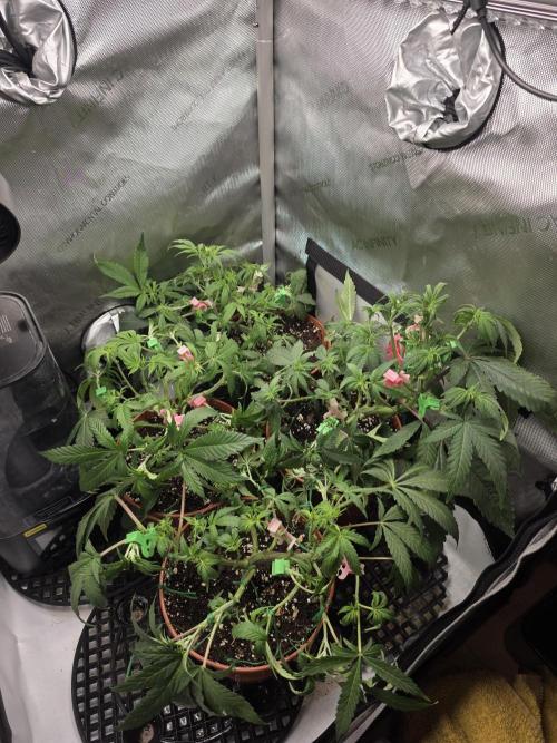 Tangerine dream & White runtz. Week 7