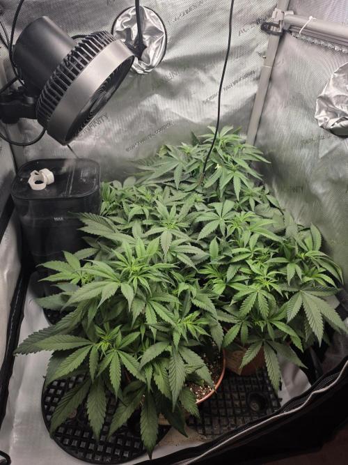 Tangerine dream & White runtz. Week 7