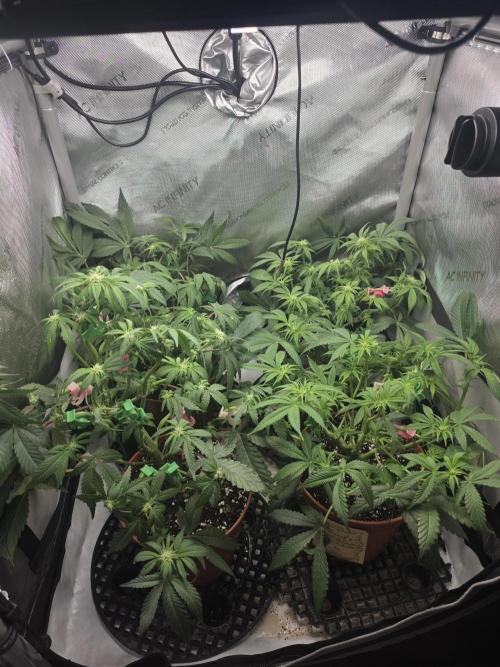 Tangerine dream & White runtz. Week 8