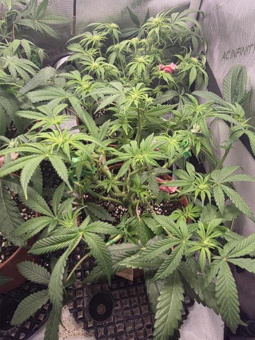 Tangerine dream & White runtz. Week 8